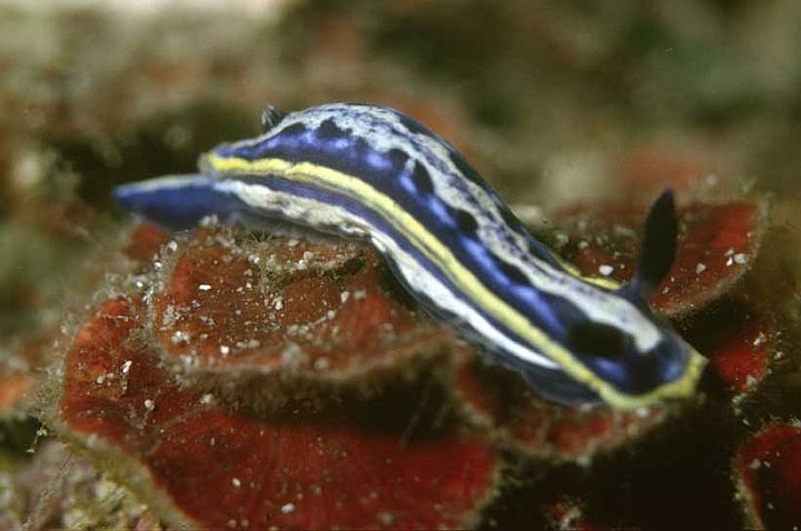 34 Hypselodoris messinensis.jpg